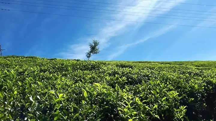 White House Villa Nuwara Eliya Holiday home